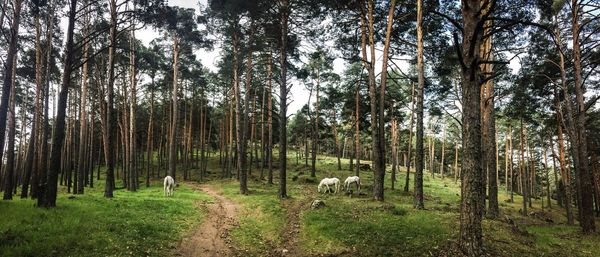 View of a dog grazing in forest