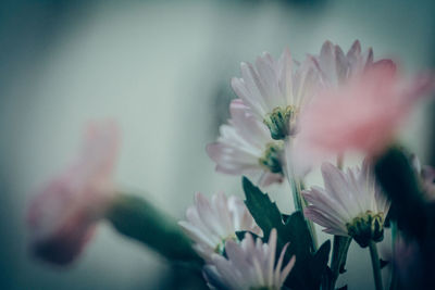 Close-up of pink flower blooming outdoors