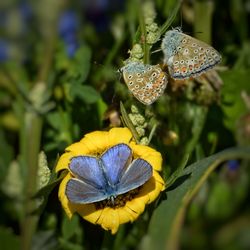 Close-up of butterfly on flower