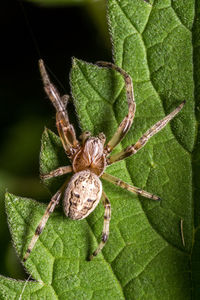 Close-up of spider on web