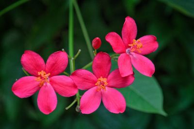 Close-up of pink flowers