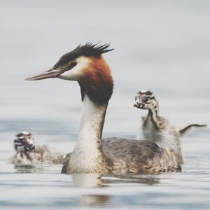 Ducks swimming in lake