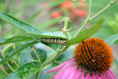 Close-up of insect on flower