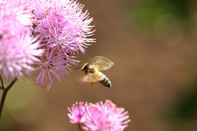 Close-up of bee pollinating on purple flower