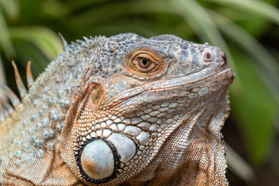 Close-up of iguana