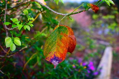 Close-up of orange leaves on tree