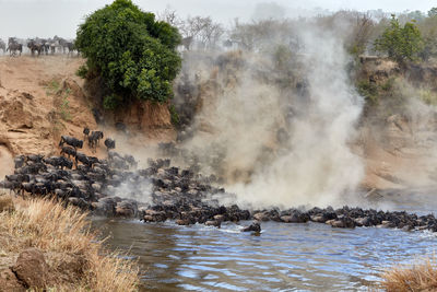 Wildebeest crossing the mara river during the annual great migration.