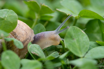 Snail walking on the grass.