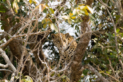 Low angle view of cat on tree
