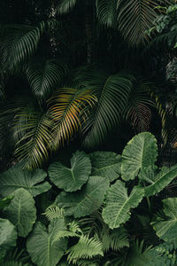 High angle view of green leaves on tree