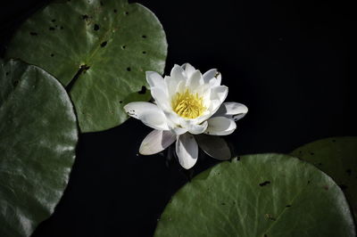 Close-up of lotus water lily