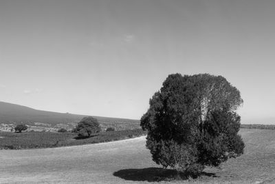 View of tree on landscape against clear sky