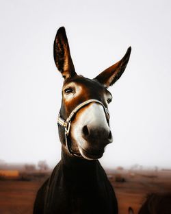 Close-up of a donkey against clear sky