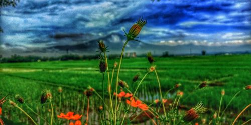 Scenic view of flowering plants on field against sky