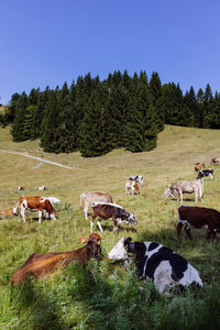 Cows on field against sky