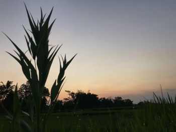 Close-up of silhouette plants against sky during sunset