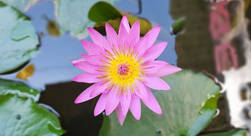 Close-up of pink lotus water lily in pond