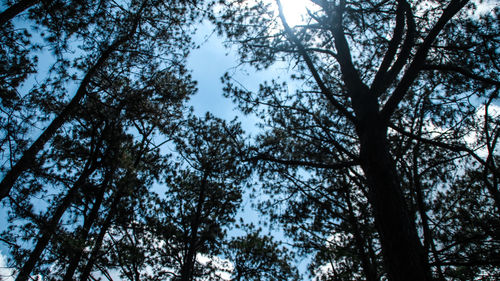 Low angle view of trees in forest against sky