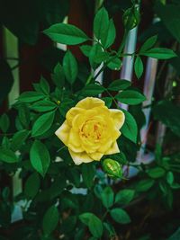 Close-up of yellow rose flower