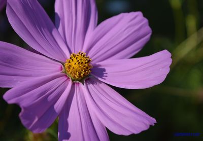Close-up of purple cosmos flower