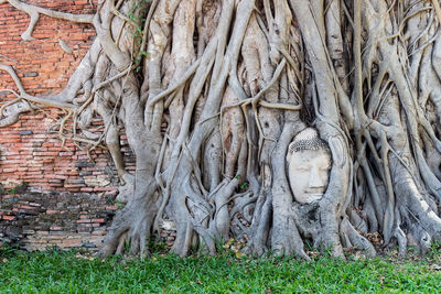 Buddha's head in tree roots at wat mahathat temple,it is one of ayutthaya's best known temples