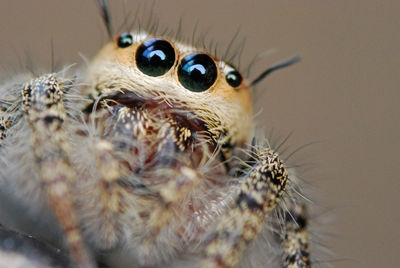 Close-up of spider