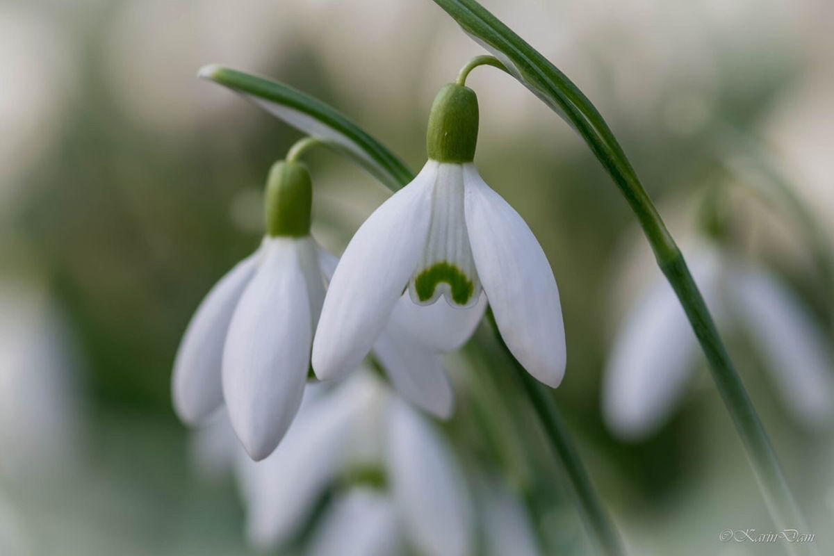 plant, flower, snowdrop, flowering plant, freshness, beauty in nature, close-up, white, petal, nature, fragility, growth, no people, focus on foreground, flower head, inflorescence, springtime, selective focus, macro photography, green, plant stem, outdoors, blossom, botany, food