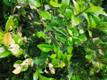 High angle view of green leaves on land