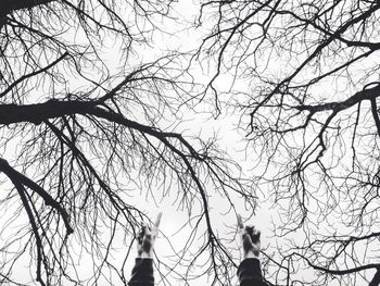 Low angle view of bare trees against sky