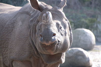 Close-up portrait of rhino