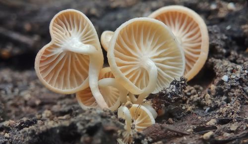 Close-up of mushroom growing on field