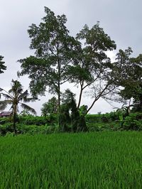 Trees on field against sky
