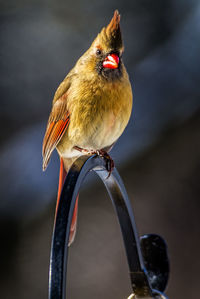 Close-up of bird perching on feeder