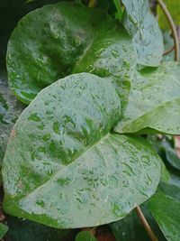 Close-up of leaves