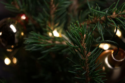 Close-up of christmas tree