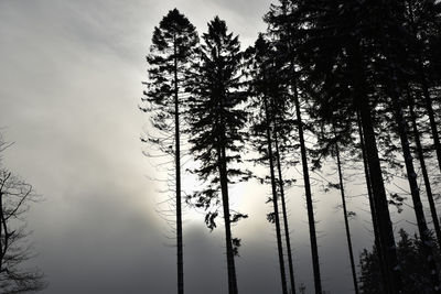 Low angle view of silhouette tree against sky