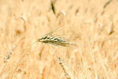 Close-up of wheat growing on field