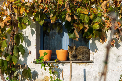 Cat sitting on window sill