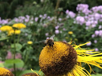 Bee pollinating flower