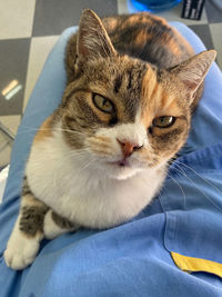 Close-up portrait of a cat