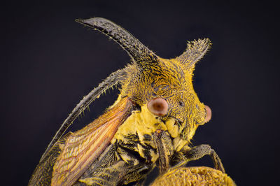 Close-up of butterfly