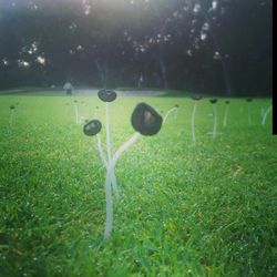 Plants growing on grassy field