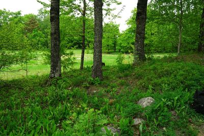 Scenic view of grassy field in forest