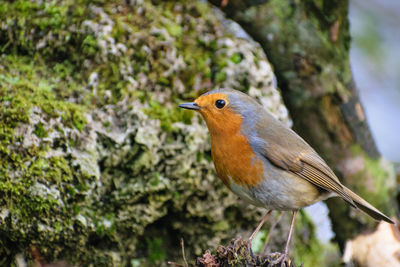 Close-up of bird perching on tree