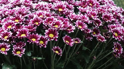 High angle view of pink flowering plants