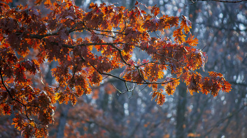 Close-up of autumnal tree against orange sky