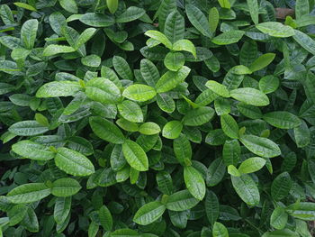 Full frame shot of green leaves