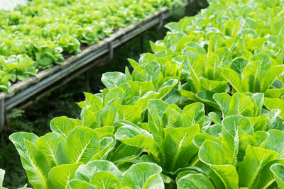 Close-up of green leaves in field