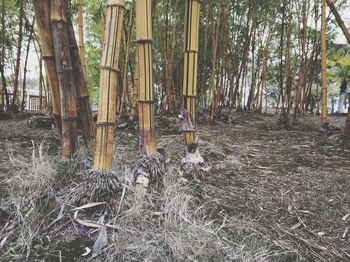 Bamboo trees in forest
