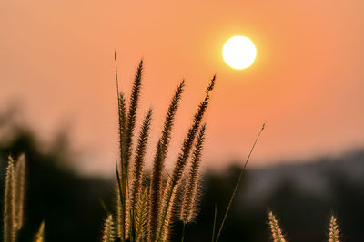 Close-up of stalks against sky during sunset
